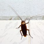 ריסוס נגד גוקים