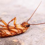 ריסוס נגד גוקים