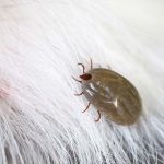 קרציות בבית