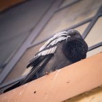 הרחקת יונים