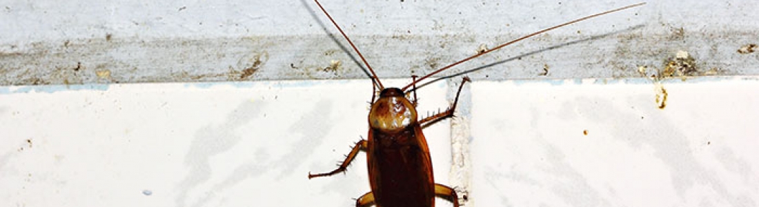 הדברה באשדוד