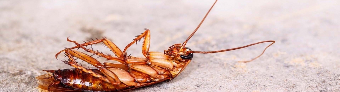 הדברה בהוד השרון