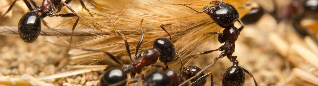 הדברה בני ברק