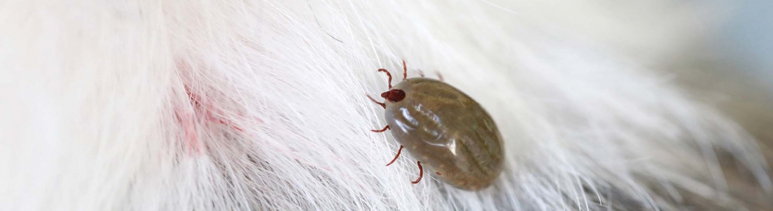 הדברה ביהוד