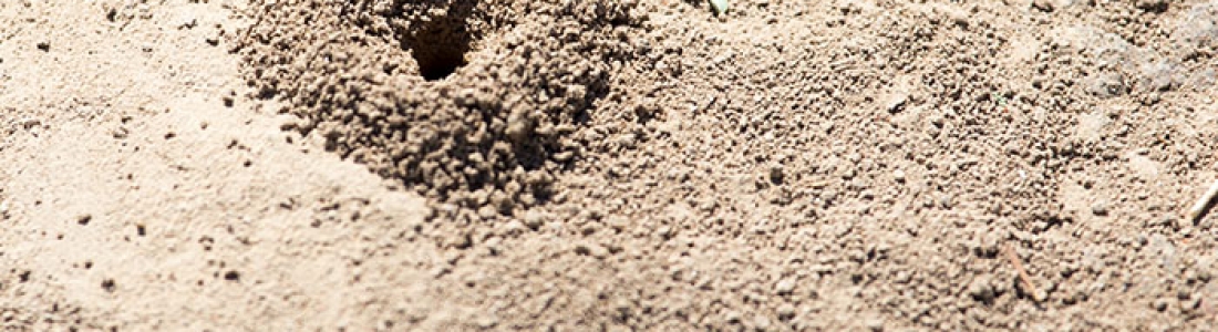 הדברה ביבנה