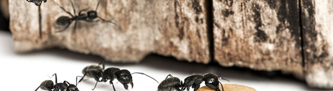 הדברה ברחובות