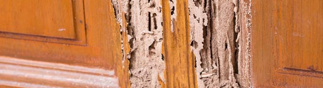 הדברה בחולון