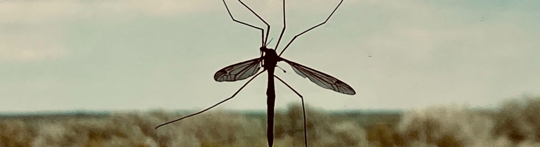 הדברה בכפר שמריהו