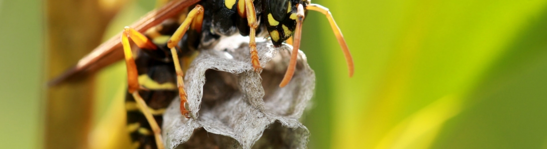 איך להרוס קן צרעות?