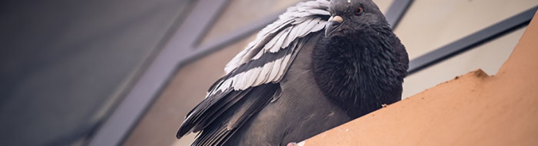 הדברה בבת ים