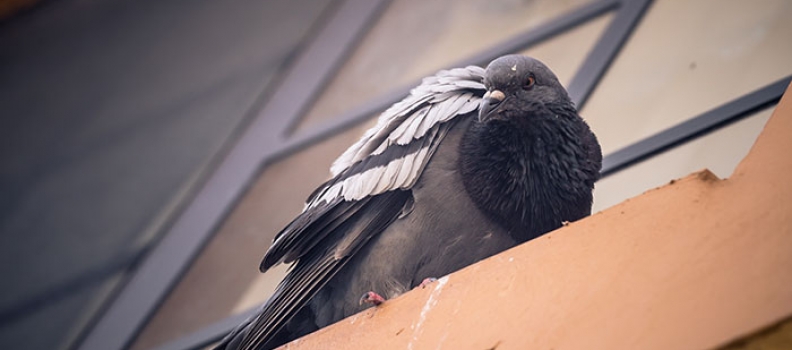 הדברה בבת ים